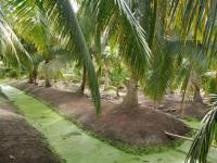 ที่ดินว่างเปล่าหลุดจำนอง ธ.ธนาคารกสิกรไทย ปลายโพงพาง อัมพวา สมุทรสงคราม